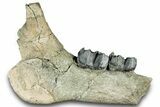 Fossil Titanothere (Megacerops) Jaw - South Dakota #300004-1